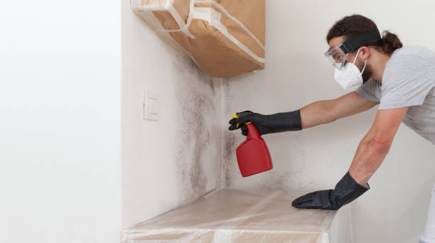 Professional Attic Mold Removal technician working in New Brunswick, NJ
