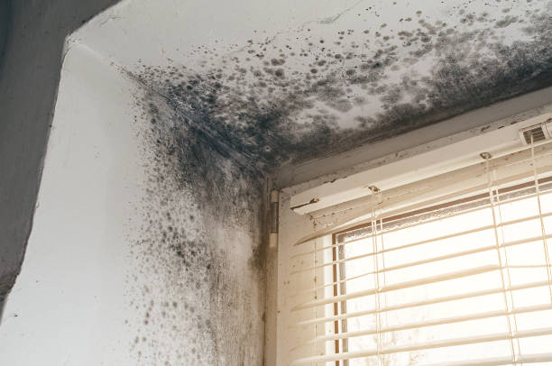 Affordable Attic Mold Removal solutions in New Brunswick, NJ