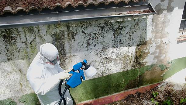 Top rated local Attic Mold Removal specialists in New Brunswick, NJ